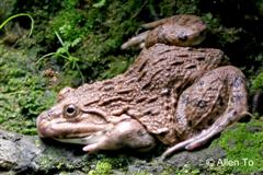 adult 
